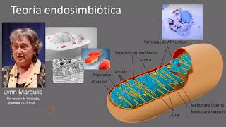 Teoría endosimbiótica  Khan Academy en Español [upl. by Celinda256]