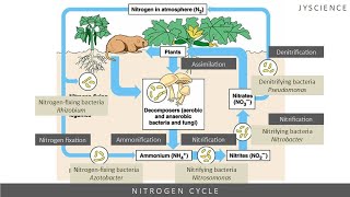 SPM How to remember nitrogen cycle  Nitrogen fixation nitrification denitrification [upl. by Ahsimed]