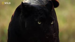 Sayas Rise to Power  The Real Black Panther  Nat Geo Wild [upl. by Thetis]