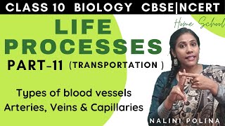 Life Processes class 10 Biology  Transportation  Part11 [upl. by Diena]