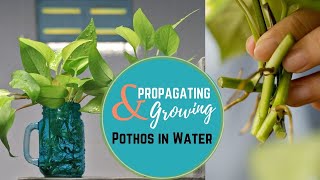 Propagating amp Growing Pothos in Water [upl. by Mar695]