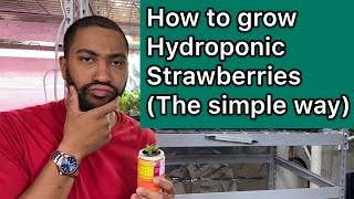 How to grow hydroponic strawberries easy [upl. by Augusto]