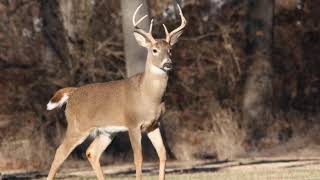 Whitetail deer call sound [upl. by Schnell]