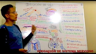 Irrigación de Sistema Nervioso Central [upl. by Gilberta928]