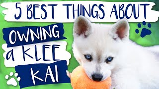 Alaskan Klee Kai  5 Best things about owning a Klee Kai [upl. by Aedrahs521]