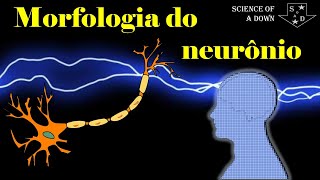 Morfologia básica do neurônio [upl. by Ardnalahs]