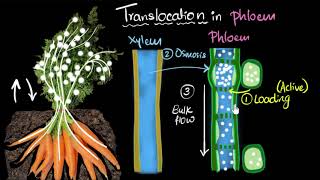 Phloem amp translocation  Life processes  Biology  Khan Academy [upl. by Lennox]