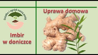 Imbir w doniczce  uprawa domowa [upl. by Bald]