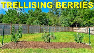 How To Trellis Blackberries Raspberries and Tayberries [upl. by Delmor]