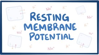 Resting membrane potential  definition examples [upl. by Hazem]