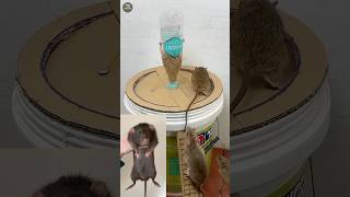 How to remove mouse from house naturally [upl. by Mairem]