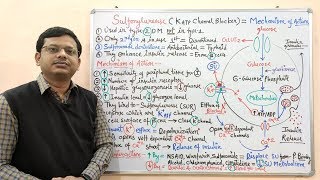 Diabetes Mellitus Part10 Mechanism of Action of Sulfonylurease  Antidiabetic Drugs  Diabetes [upl. by Hector392]