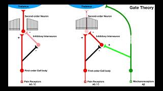 What Causes Lower Back Pain on One Side [upl. by Elocen]