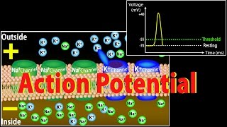 Action Potential in Neurons Animation [upl. by Oirasan]