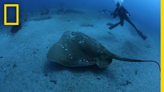 Largest Known Marine Stingray Study  National Geographic [upl. by Horlacher]