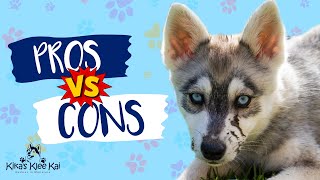 Alaskan Klee Kai  Pros and Cons  The Good The Bad amp Hairy [upl. by Hniv]