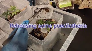 Rehousing some poecilotheria [upl. by Assilac745]