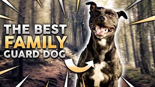 STAFFORDSHIRE BULL TERRIER The Best Family Guard Dog [upl. by Odin130]