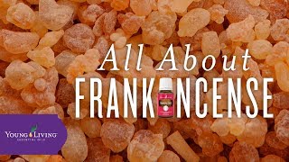 All About Frankincense  Young Living Essential Oils [upl. by Duvall]