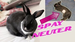 EVERYTHING ABOUT SPAYING amp NEUTERING YOUR RABBIT [upl. by Atniuq]