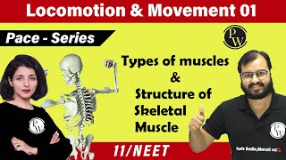 Locomotion and Movement 01  Types of Muscles  Structure of Skeletal Muscle  Class 11  NEET [upl. by Yasmin603]