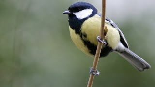 CHANT DE LA MÉSANGE CHARBONNIÈRE AU PRINTEMPS [upl. by Meehar764]