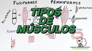 Tipos de Músculos Esqueléticos [upl. by Einned533]