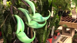 Growing the Jade Vine Strongylodon macrobotrys [upl. by Sheilah]