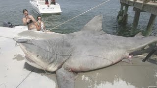 The 9 Biggest Sharks Ever Caught [upl. by Berry649]