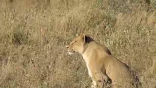 Lion Pride Hunting Wildebeest in the Serengeti [upl. by Falo]