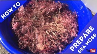 How to Prepare Sea Moss Irish Moss  Purple Sea Moss [upl. by Sirhc]