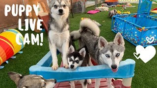 Live Puppy Cam Adorable Alaskan Klee KaiMiniature Husky Puppies [upl. by Iaw]