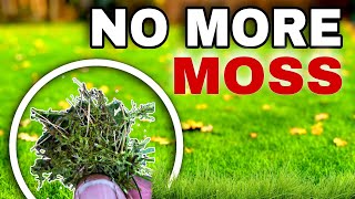 Can these 3 Methods Instantly KILL Moss in the Lawn [upl. by Leeth]