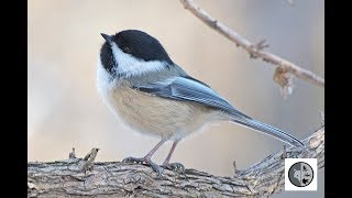 Chant de la mésange à tête noireSong of the Blackcapped Chickadee [upl. by Derzon]