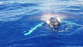 Whale Blows A Rainbow By Tourists [upl. by Smaoht]