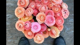 How to Harvest Ranunculus [upl. by Azar]