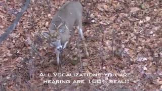 Incredible Whitetail Buck Vocalizations  The Management Advantage [upl. by Colyer428]