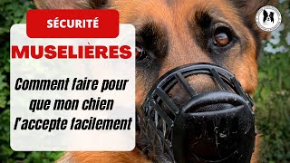 COMMENT APPRENDRE À SON CHIEN À METTRE LA MUSELIÈRE TUTO [upl. by Reede]