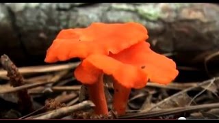 Collecting Wild Edible Mushrooms HD [upl. by Dosia]