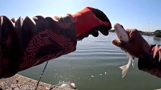 Fishing Grunter Gully Durban South Africa [upl. by Arol]