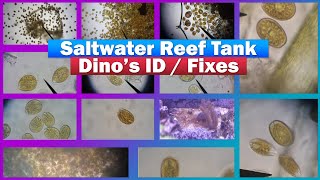 Reef Tank Dino  Dinoflagellates ID  Treatment [upl. by Haimarej]