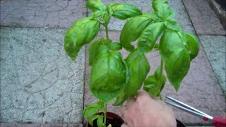 How to Grow Basil from Seed [upl. by Onihc]