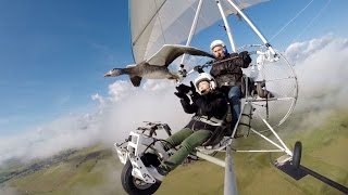 Vol en ULM avec les oies et Christian Moullec Fly with birds geese on board a microlight [upl. by Raul]