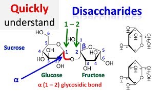 Disaccharide [upl. by Ylak]