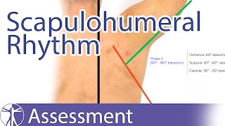 Scapulohumeral Rhythm [upl. by Hsirap]