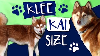 Alaskan Klee Kai Size What Size Are Klee Kai AKK [upl. by Brunn932]