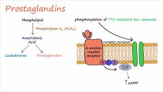 Pain Transduction Described Concisely [upl. by Ahseele]