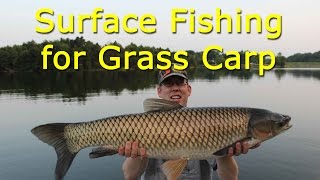 Surface fishing for grass carp [upl. by Pacorro]