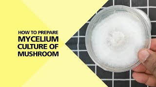 How to Prepare Mycelium Culture of Mushroom Part 24 [upl. by Yblehs]