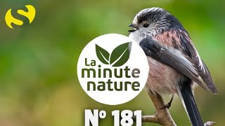 CHANTS DOISEAUX LEÇON 8 No 181 [upl. by Terryl]